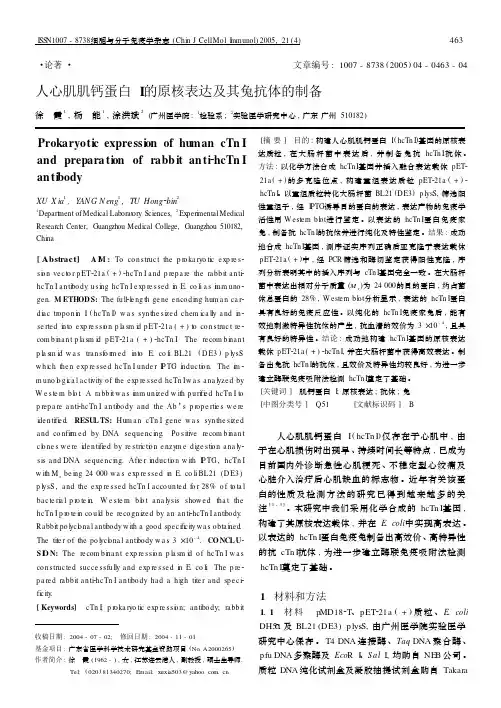 人心肌肌钙蛋白I的原核表达及其兔抗体的制备