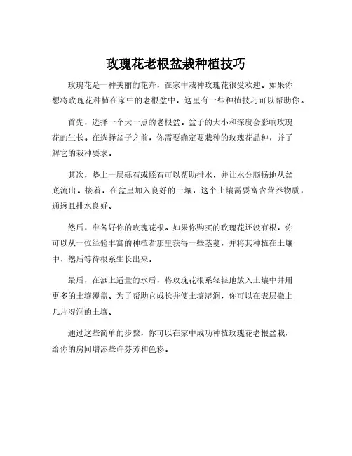 玫瑰花老根盆栽种植技巧