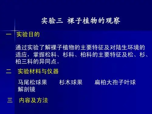 裸子植物实验课