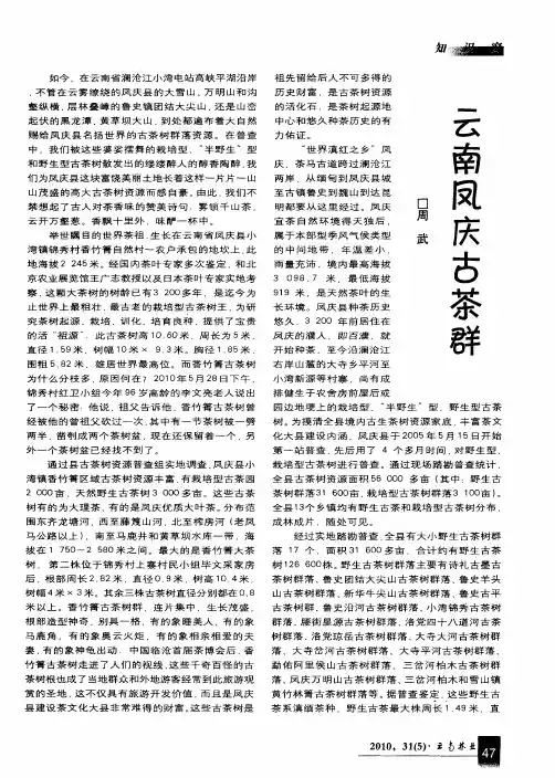 云南凤庆古茶群