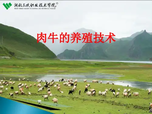 《肉牛养殖技术》PPT课件