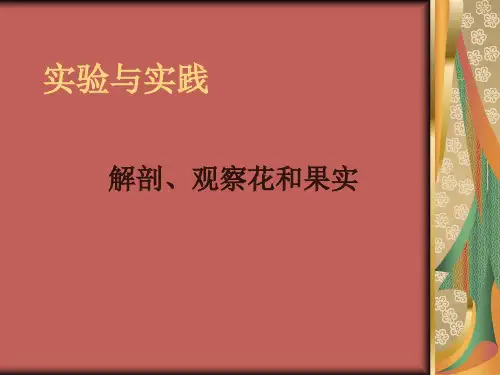 花的解剖
