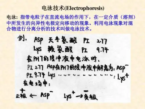 电泳教学