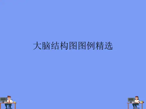 大脑结构图图例精选.完美版PPT