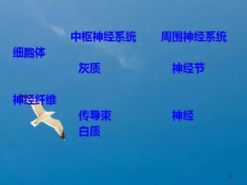 脊髓与脊神经ppt课件