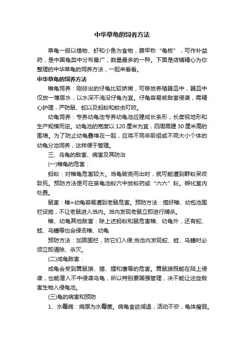 中华草龟的饲养方法