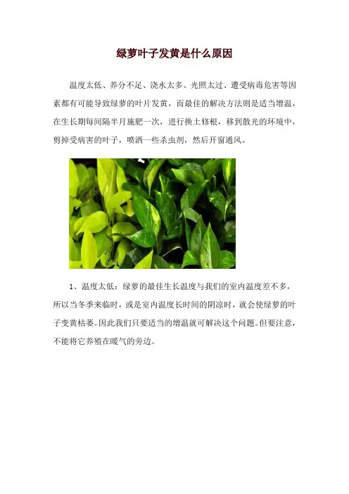 绿萝叶子发黄是什么原因
