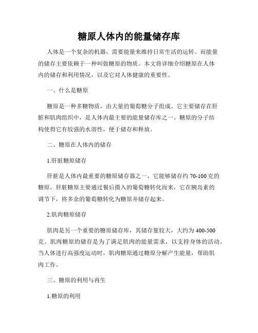 糖原人体内的能量储存库