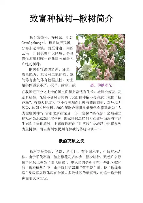 致富种植树--楸树简介