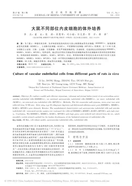 大鼠不同部位内皮细胞的体外培养_李杰