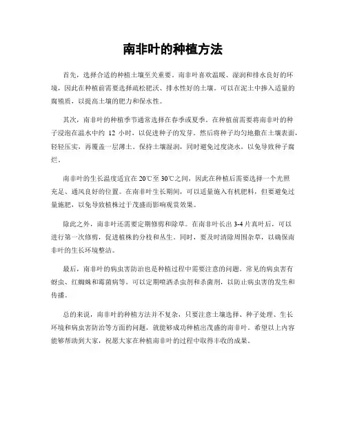 南非叶的种植方法