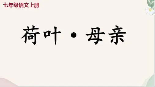 第7课 《荷叶 母亲》(课件)七年级语文上册(统编版2024五四学制)