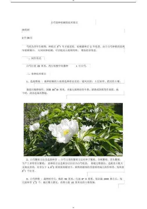 白芍套种桔梗的技术要点