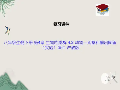 八年级生物下册 第4章 生物的类群 4.2 动物—观察和解剖鲫鱼(实验)课件 沪教版