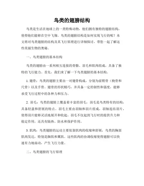 鸟类的翅膀结构