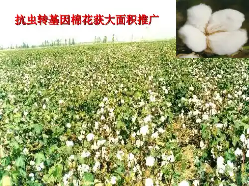 植物生物技术研究进展广西大学农学院植物科学系杨美纯抗虫转基因