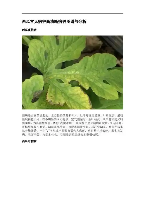西瓜常见病害高清晰病害图谱与分析