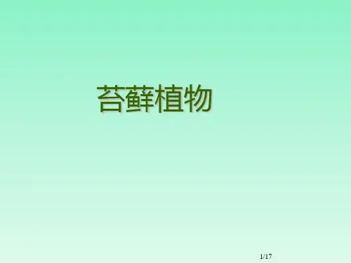 苔藓植物组图