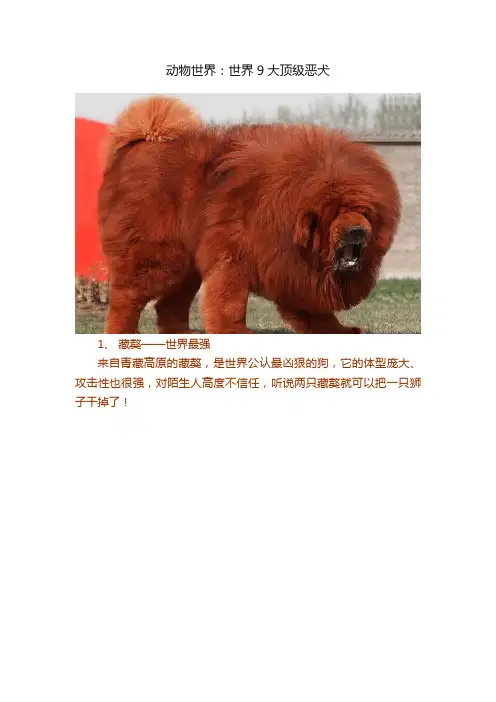 动物世界：世界9大顶级恶犬