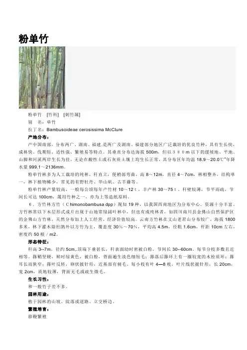 粉单竹