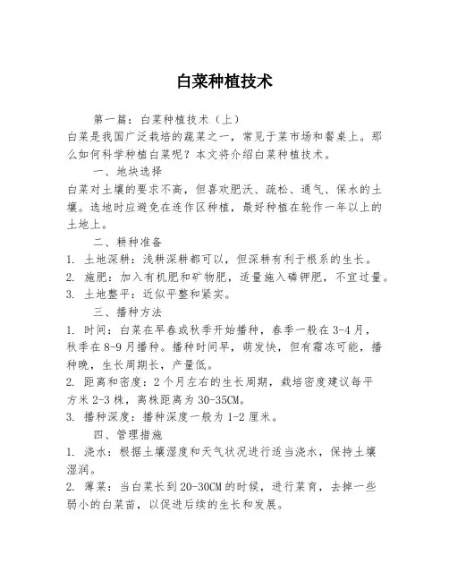 白菜种植技术