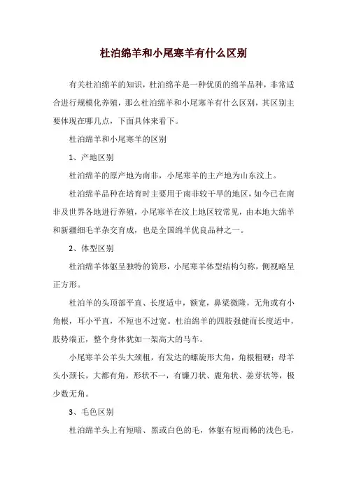 杜泊绵羊和小尾寒羊有什么区别