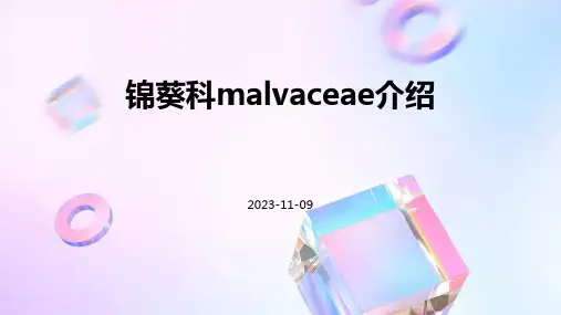 锦葵科Malvaceae的介绍