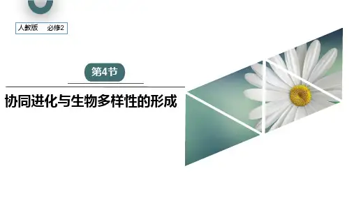 生物人教版(2019)必修2 6.4协同进化与生物多样性的形成(共22张ppt)