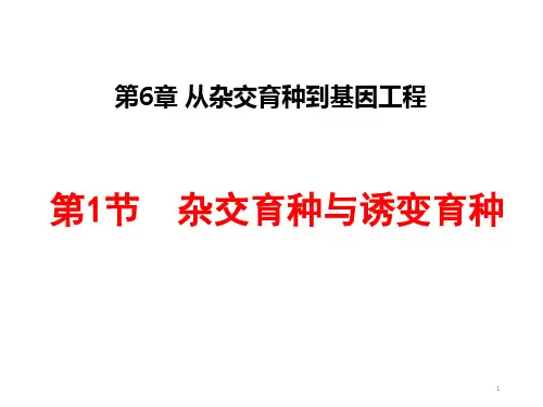 高中生物 人教版 必修2 第6章 从杂交育种到基因工程 第1节 杂交育种与诱变育种课件 (21张PPT)