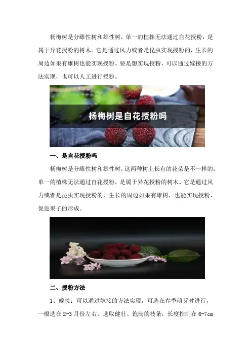 杨梅树是自花授粉吗