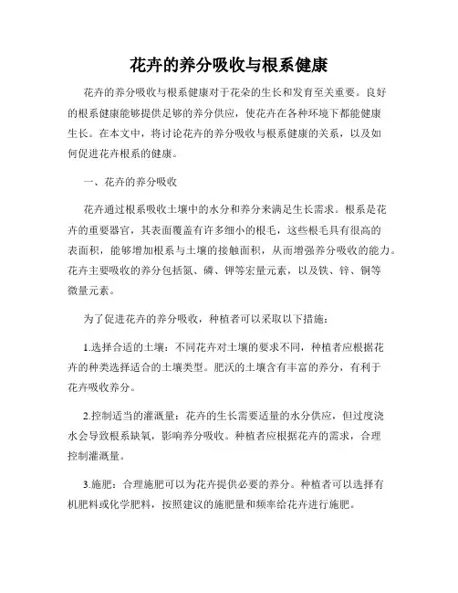 花卉的养分吸收与根系健康