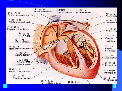 心肌的生理特性PPT课件