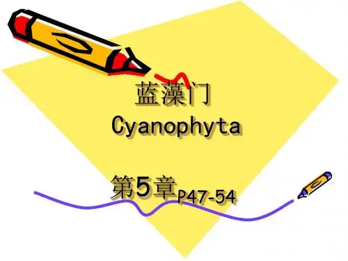 蓝藻