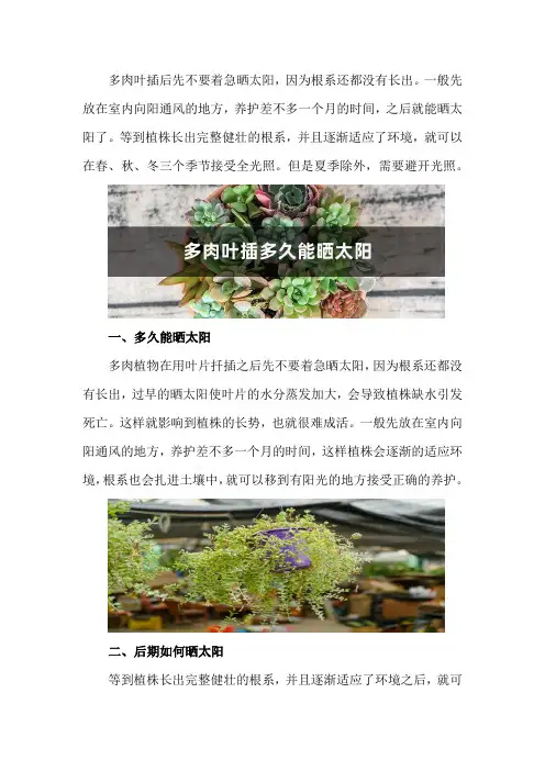 多肉叶插多久能晒太阳