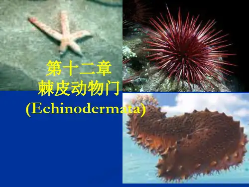 第十二章 棘皮动物