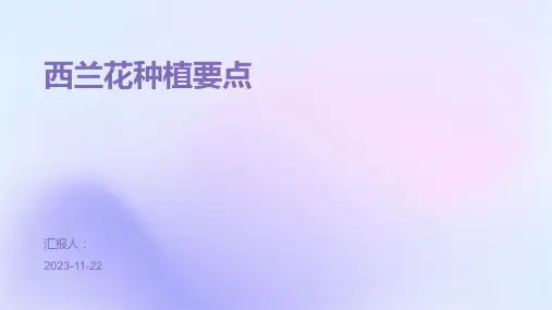 西兰花种植要点