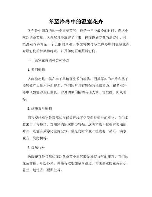 冬至冷冬中的温室花卉