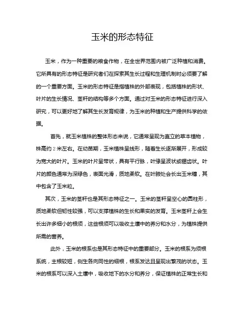 玉米的形态特征