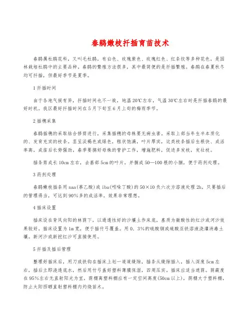 春鹃嫩枝扦插育苗技术