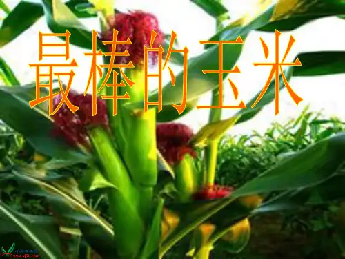最棒的玉米_1PPT课件
