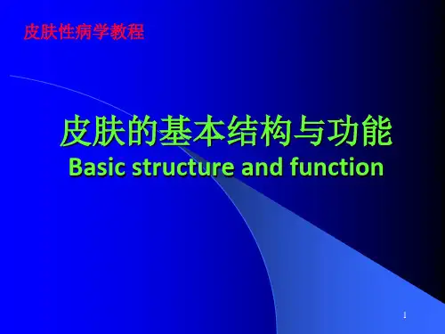 皮肤的解剖与生理功能ppt课件