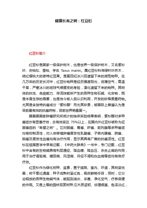 健康长寿之树：红豆杉
