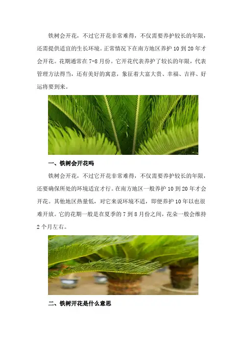 铁树会开花吗是什么意思