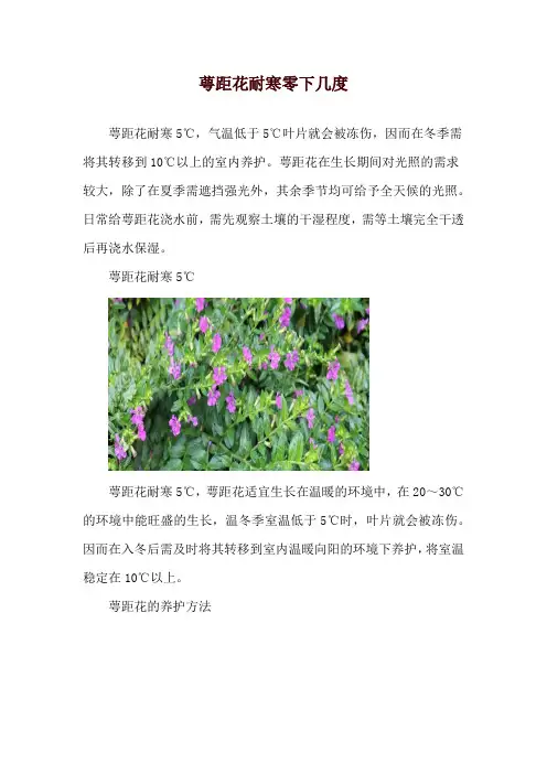 萼距花耐寒零下几度