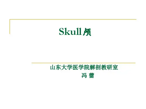 颅骨