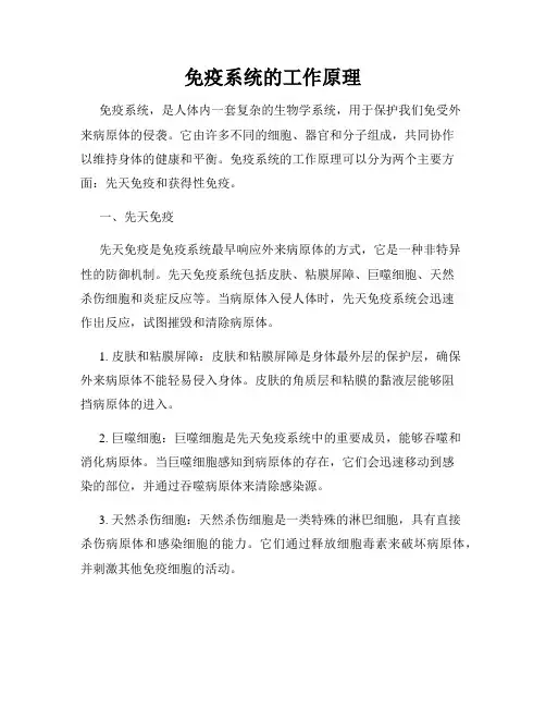 免疫系统的工作原理