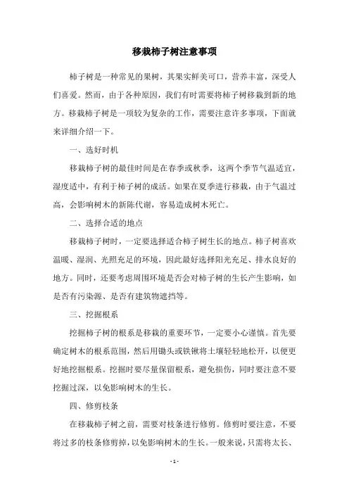 移栽柿子树注意事项
