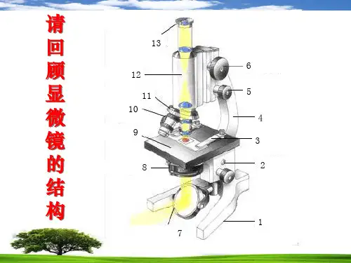 观察洋葱表皮细胞课件.ppt