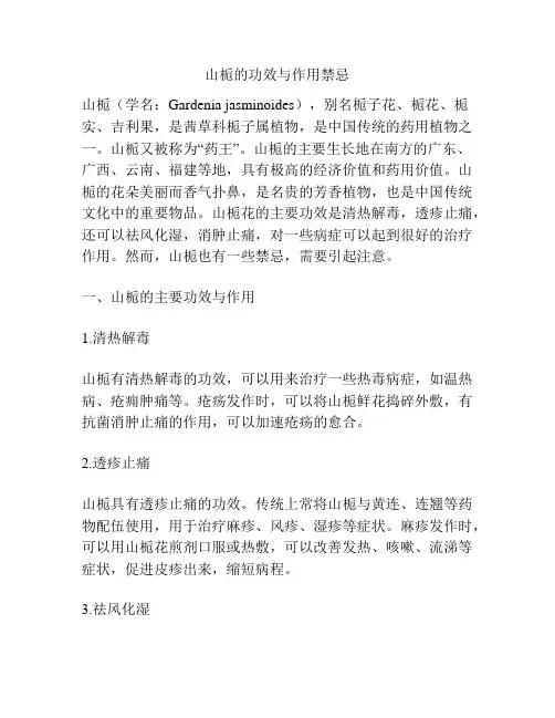 山栀的功效与作用禁忌