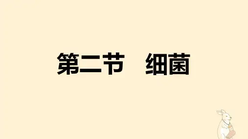 2022-2023学年人教版生物八年级上册 5-4-2 细菌 课件
